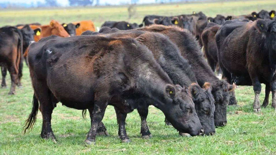 La faena de hembras aumentó en el primer semestre del año más del 47 por ciento.