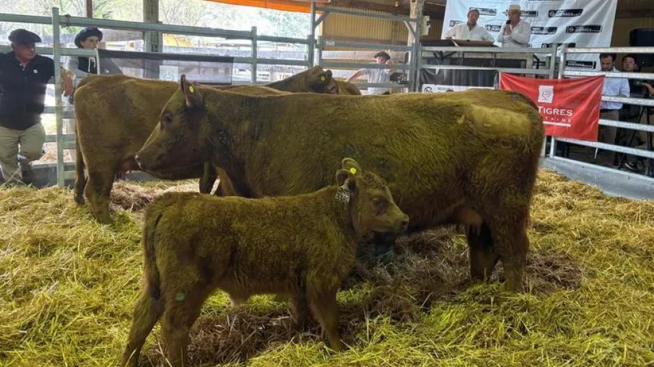 Las vacas paridas de Los Tigres que se distinguieron en Azul. 