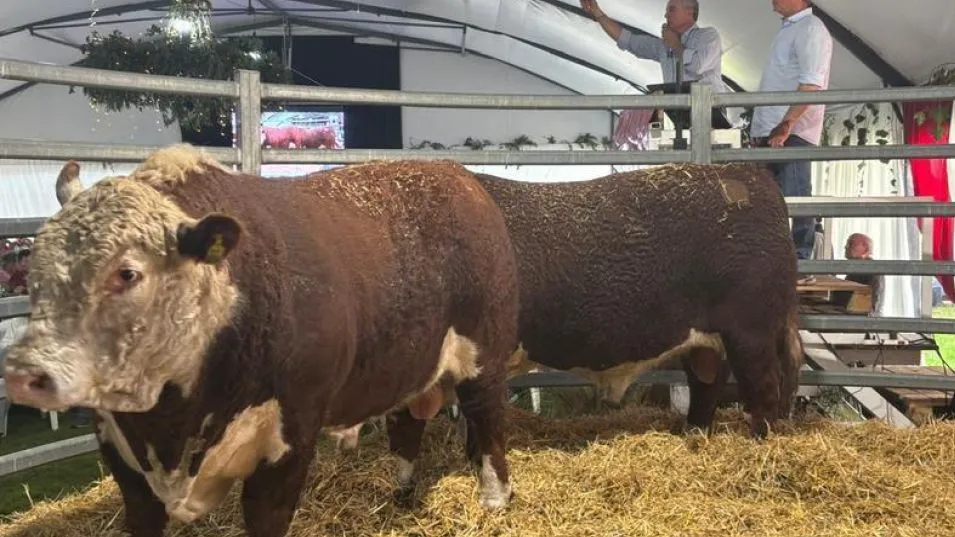 Los Toros PH que lograron posicionarse a nivel nacional.   