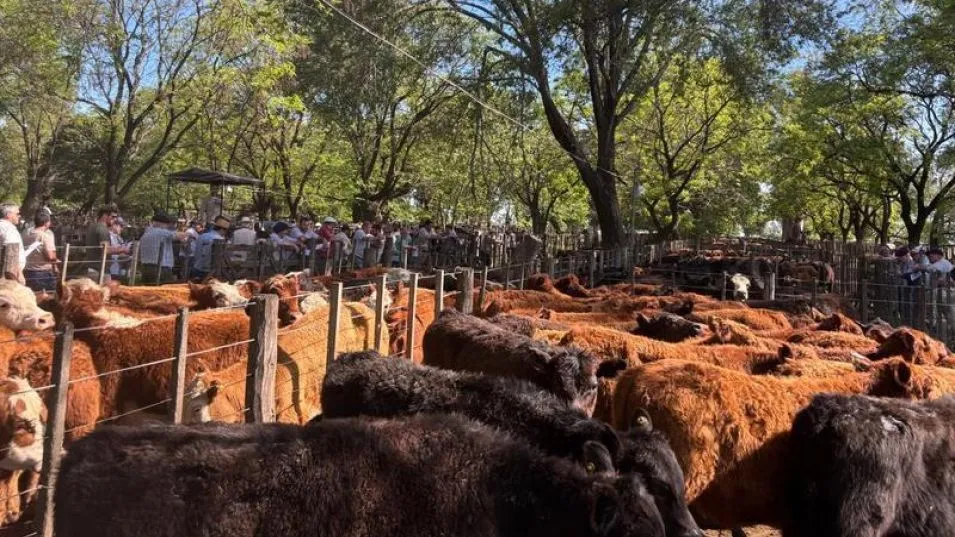 Más de 1200 cabezas comercializadas en la feria de Hugo R Arístegui y Cía.
