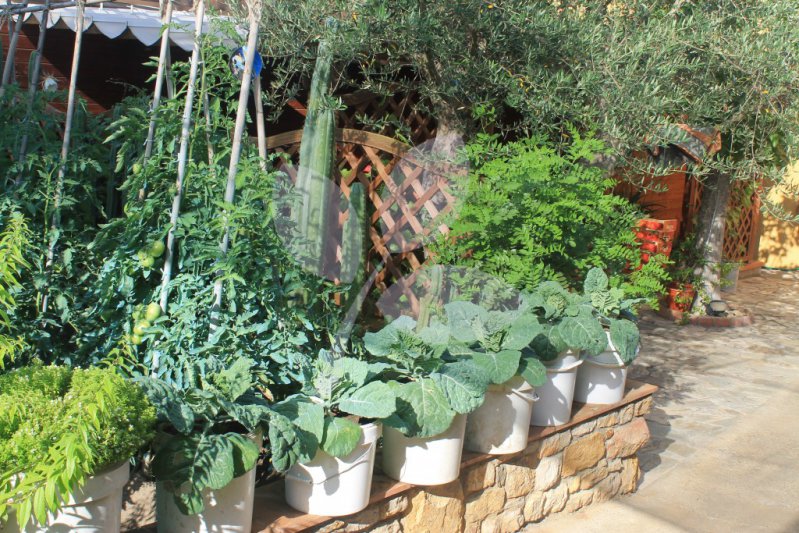 Jardines comestibles: un desafío para las familias argentinas