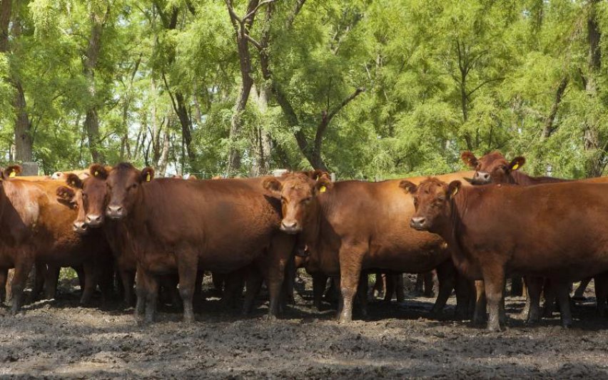 Aumentó el stock bovino