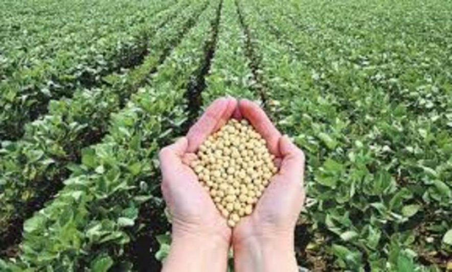 Bayer le transfiere a Basf once variedades de soja  