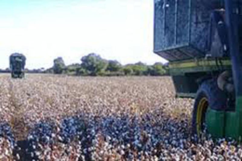 Cómo manejar la soja y el algodón  que sufrieron por los anegamientos