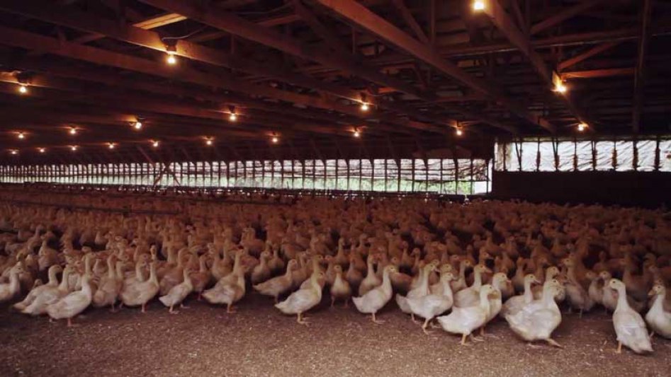 Argentina exportó carne de pollo a Canadá