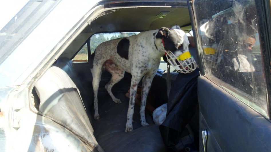 General Pueyrredon: dos detenidos por organizar carreras de galgos