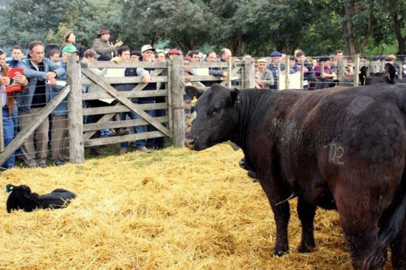 Los Cerritos vuelve a un remate en el  predio ferial de la Sociedad Rural local