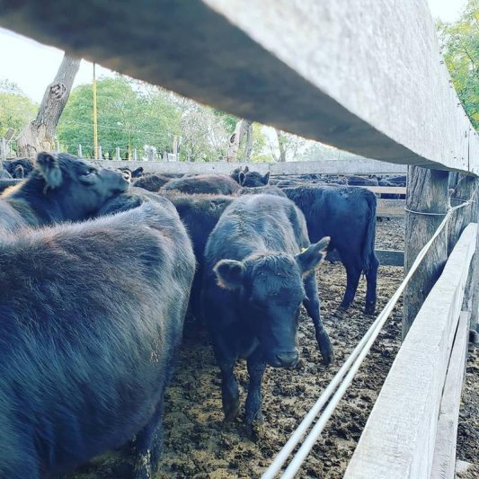 Los Cerritos vuelve a un remate en el  predio ferial de la Sociedad Rural local