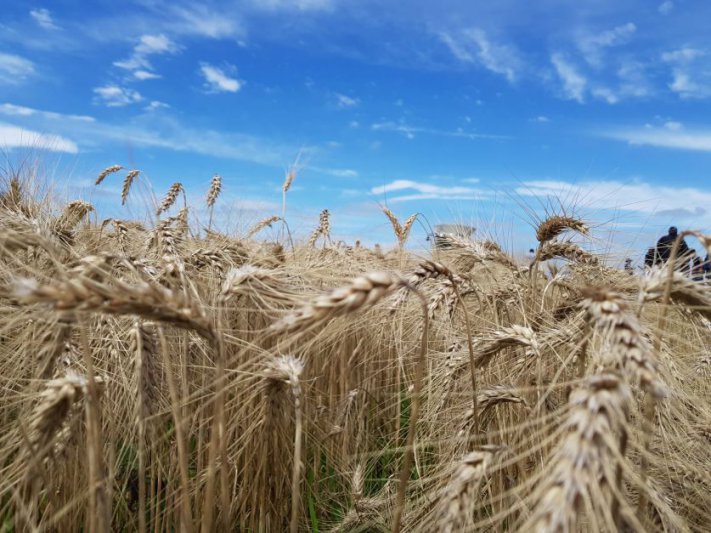 El barro y la falta de piso podrían ponerle límites al trigo