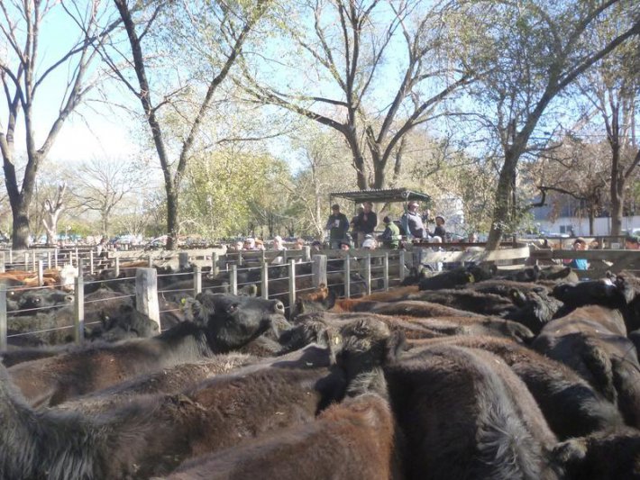 Firme interés por las vacas