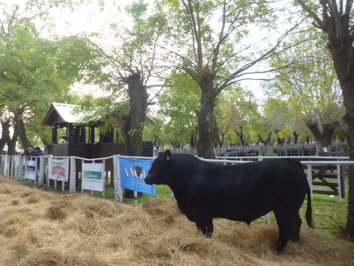 Firme interés por las vacas