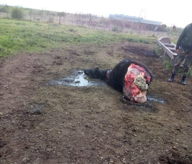 Quedaron detenidos los tres acusados de  un hecho de abigeato ocurrido el sábado 