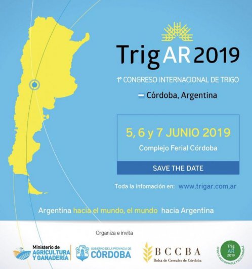 El trigo argentino trata de ubicarse en  el tercer puesto entre los exportadores