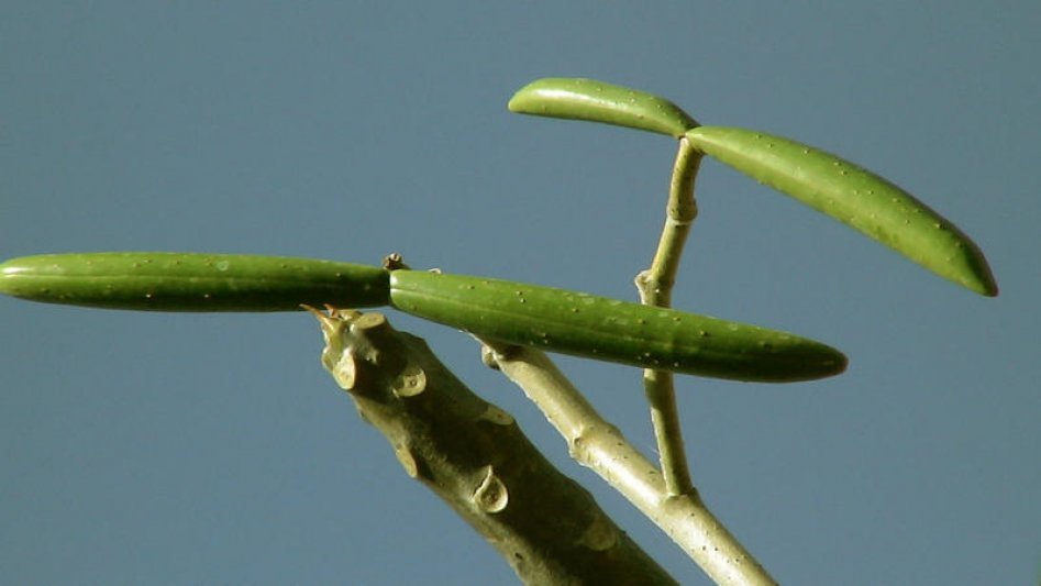 Hoy: Misiones y Formosa