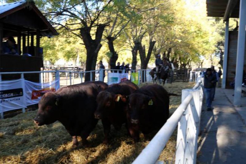 Se venden los toros y se afirman los terneros