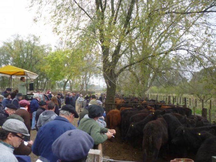 Se venden los toros y se afirman los terneros