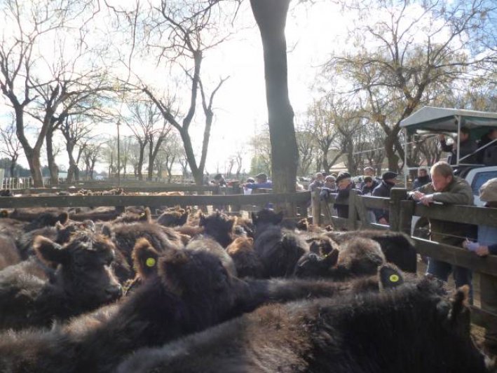 Vacas y toros continuaron muy firmes