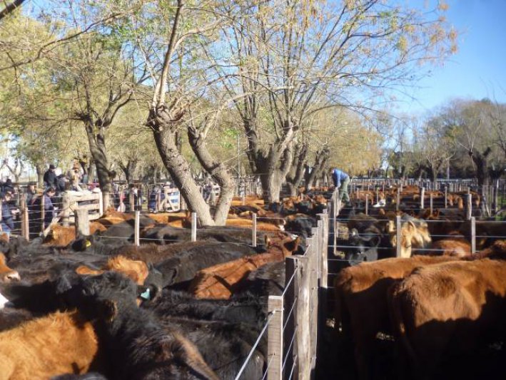 Vacas y toros continuaron muy firmes