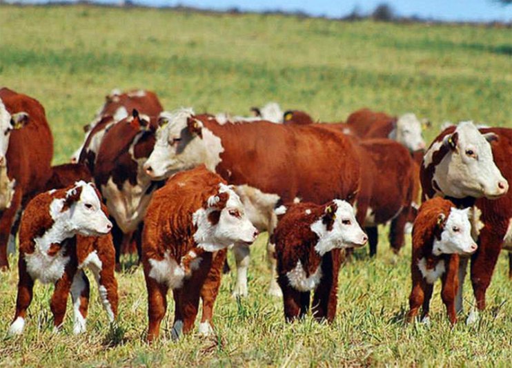 La Unión Europea reconoce a la Patagonia  Norte "A" como zona libre de fiebre aftosa