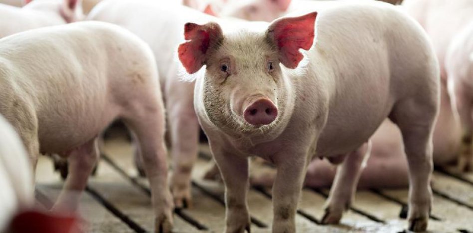 "La carne de cerdo empezó a reemplazar a la bovina"