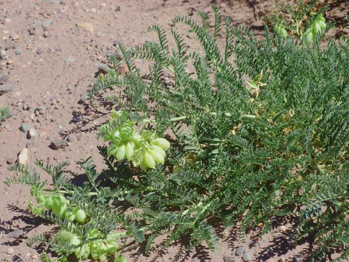 Advierten sobre una planta que intoxica y  mata ovejas y vacas en la Patagonia norte