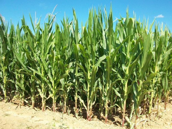 Crecieron hasta un 40% las ventas  de semillas para el ciclo 2019/2020