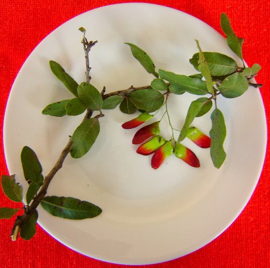 Hoy: Provincia de Chaco