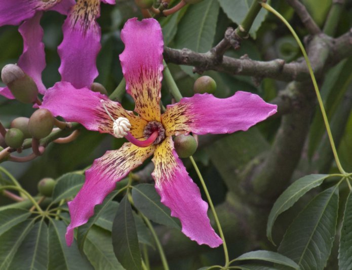 Hoy: Provincia de Chaco