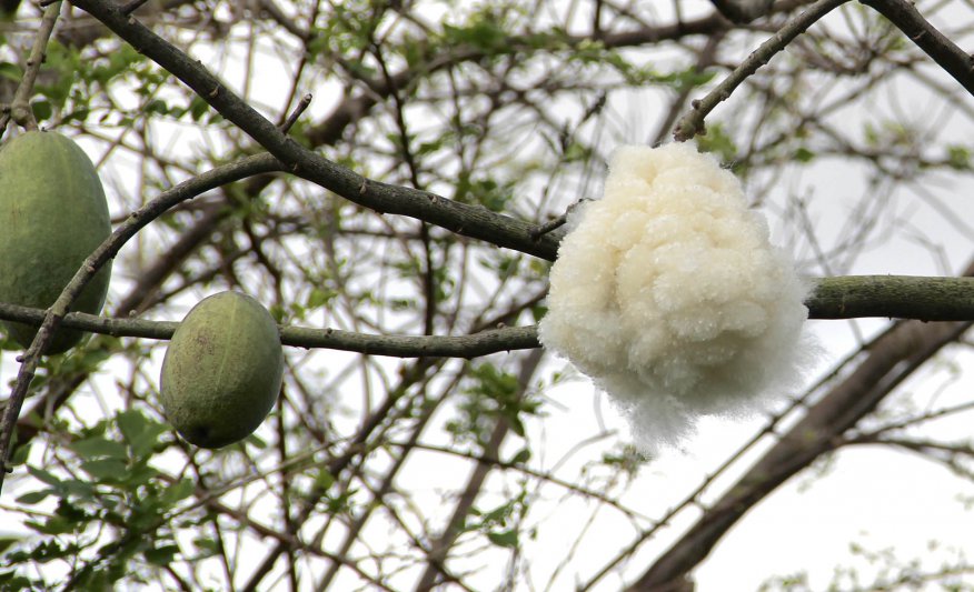 Hoy: Provincia de Chaco
