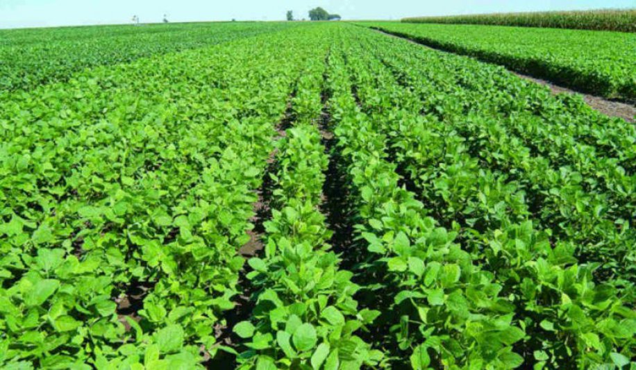 La caída del cultivo de soja preocupa a la cadena oleaginosa  que apoya el acuerdo entre el Mercosur y la Unión Europea