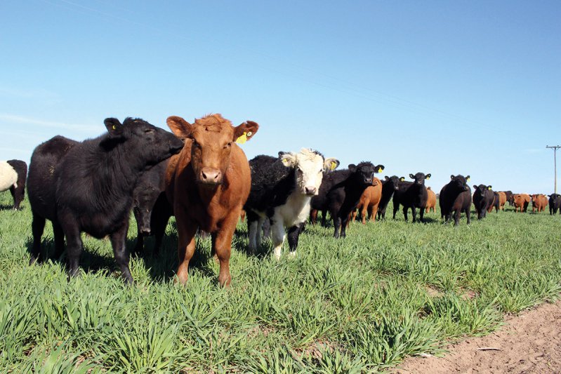 La ganadería bovina bonaerense  marcha rumbo al ciclo completo