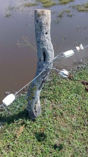 Historias de ñandubay