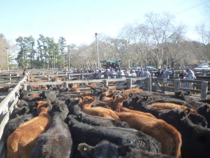 Se acentuó la invernada  y se vienen los toros