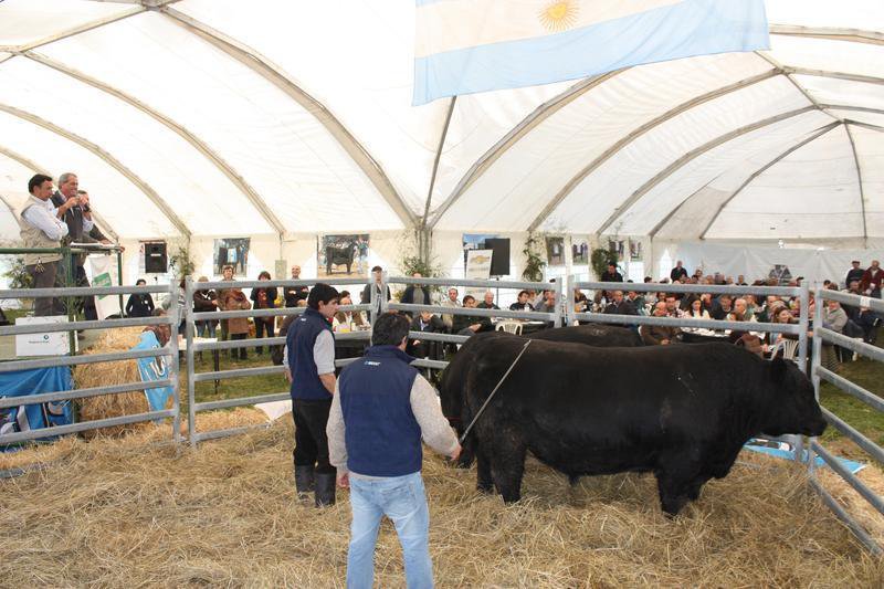 Se acentuó la invernada  y se vienen los toros