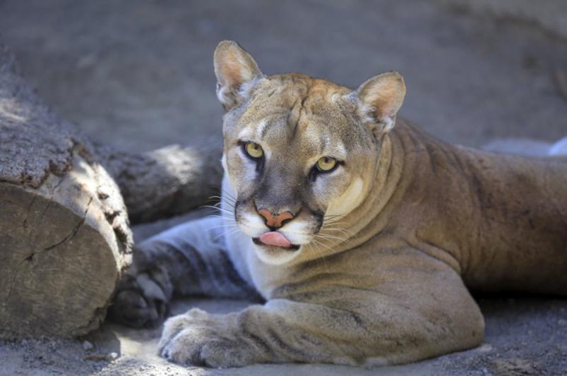 puma argentina animal