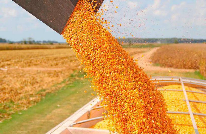 La cosecha de maíz superó el 90%  ciento y los rindes continúan altos