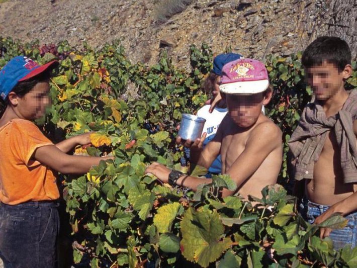 El trabajo infantil en el agro  afectaría a casi 41.000 niños