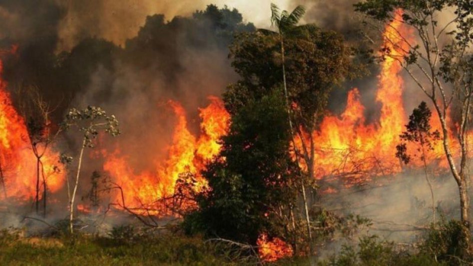 Incendios en el Amazonas: posicionamiento  de investigadores y docentes universitarios