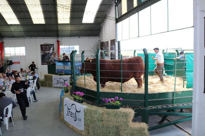 Las vacas se imponen en el contexto