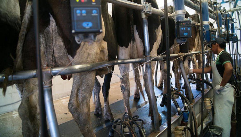 La producción lechera aumentó más de seis puntos