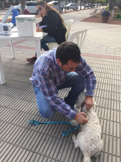 Se inicia la campaña de vacunación  antirrábica gratuita de perros y gatos