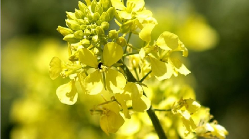 Carinata, nuevo cultivo