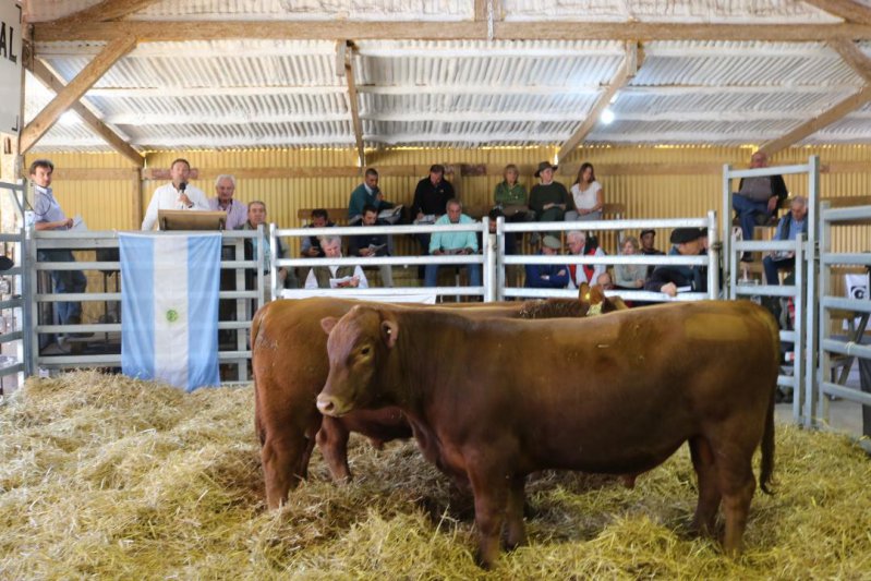 Sigue firme la venta de toros