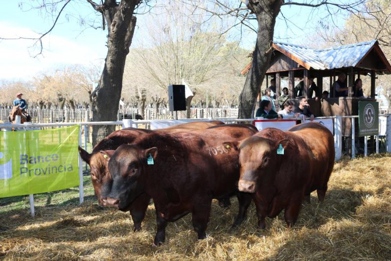 Sigue firme la venta de toros
