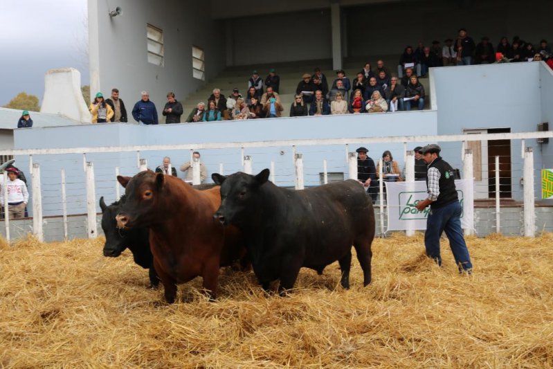 Sigue firme la venta de toros