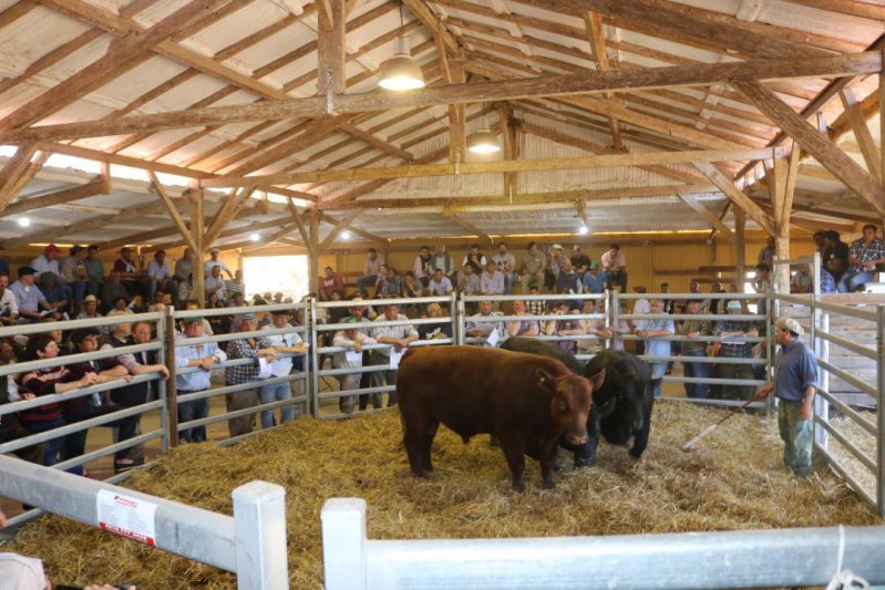 Mercados con firmeza para invernada y toros