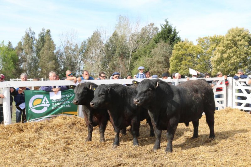 Mercados con firmeza para invernada y toros