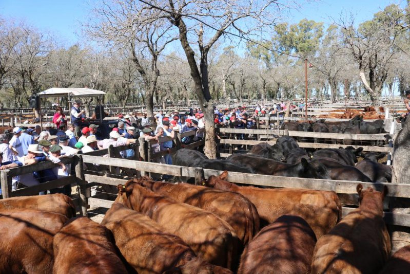 Mercados con firmeza para invernada y toros