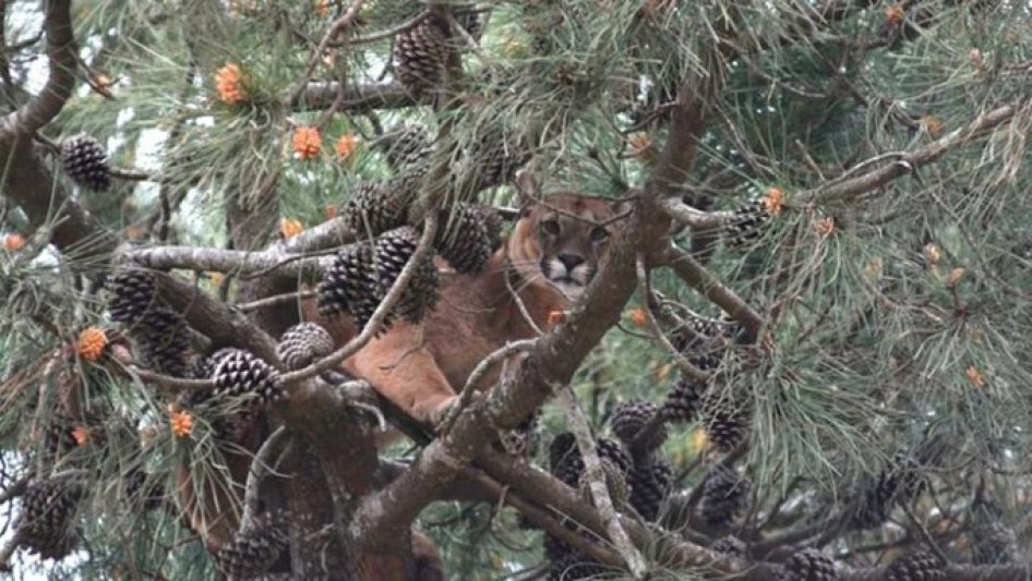 En Ostende: apareció otro puma en un territorio urbano