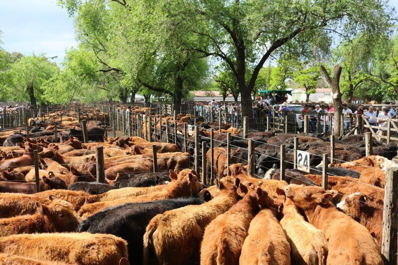 Se sostienen la invernada y los toros